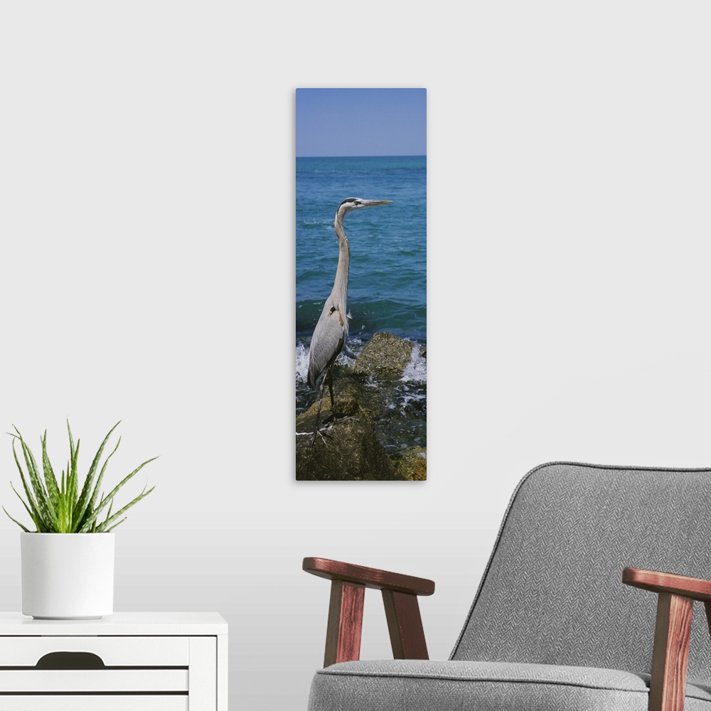 A modern room featuring Side profile of a Great Blue heron (Ardea herodias) perching on a rock, Gulf of Mexico, Florida