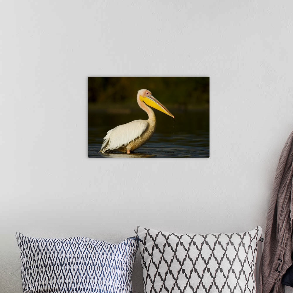A bohemian room featuring Side profile of a Great White Pelican (Pelecanus Onocrotalus) standing in water, Lake Naivasha, K...