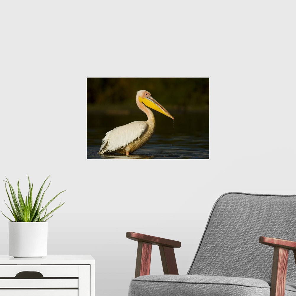 A modern room featuring Side profile of a Great White Pelican (Pelecanus Onocrotalus) standing in water, Lake Naivasha, K...