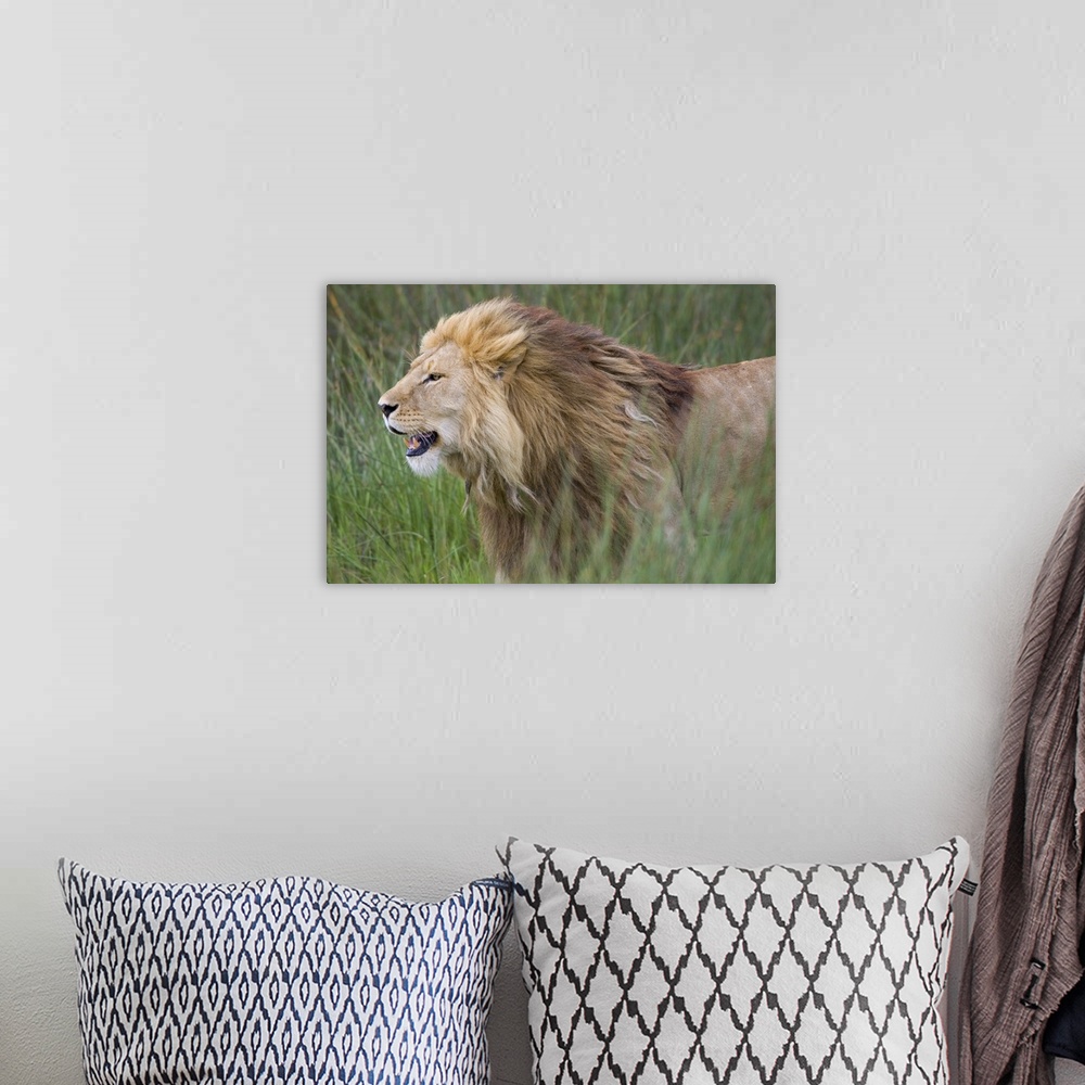 A bohemian room featuring Big photograph focuses on the nicknamed ""King of the Jungle"" as it stands by itself within a fi...