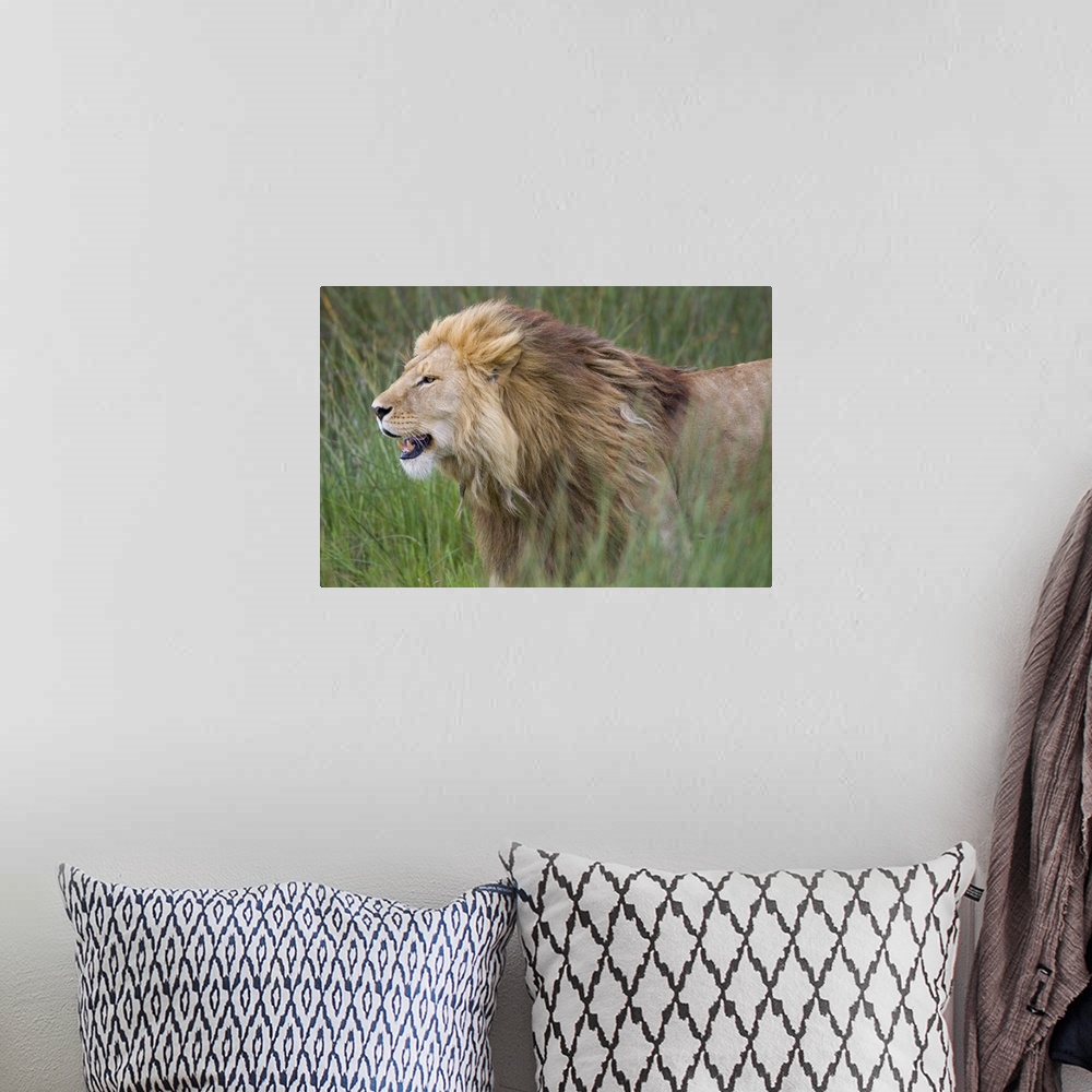 A bohemian room featuring Big photograph focuses on the nicknamed ""King of the Jungle"" as it stands by itself within a fi...