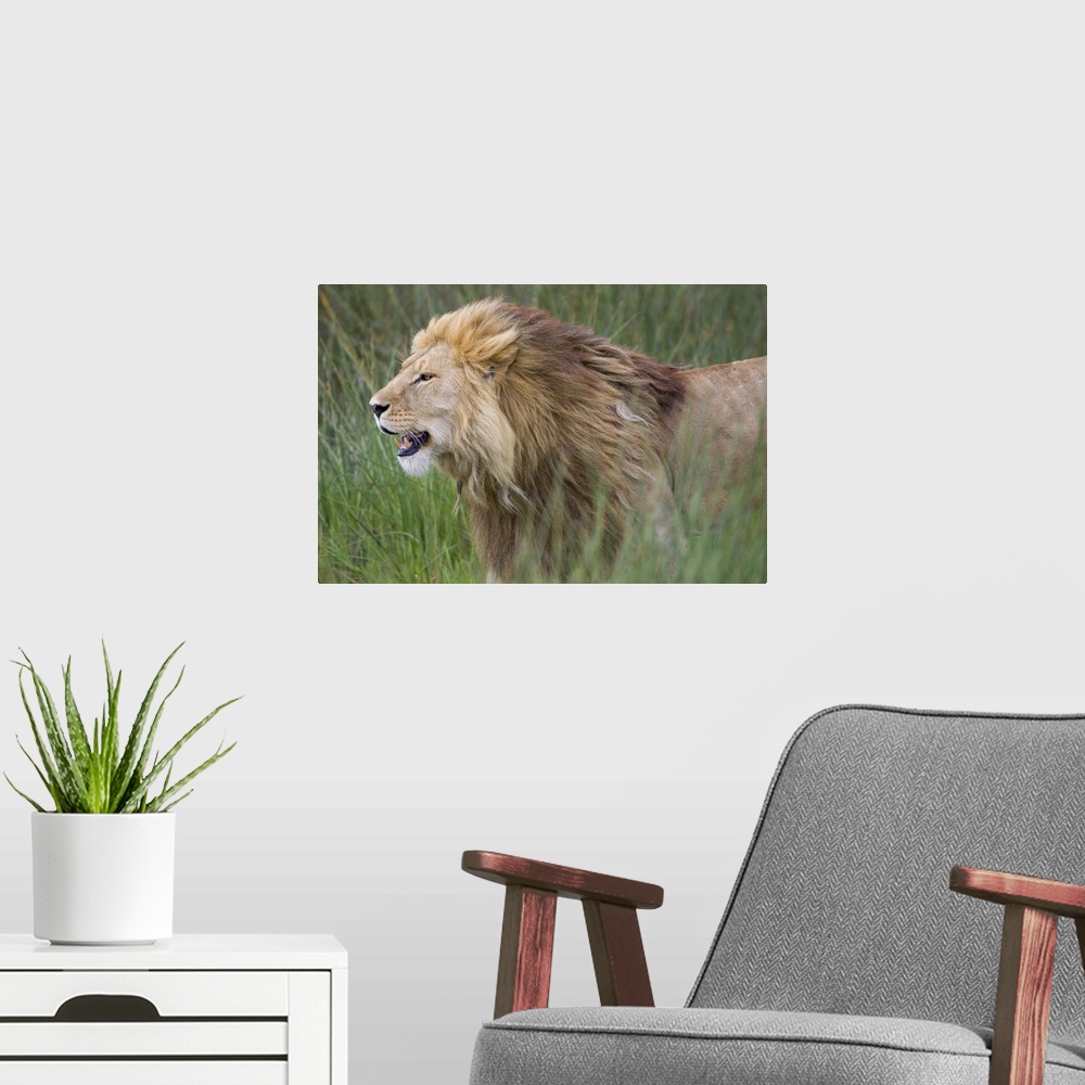 A modern room featuring Big photograph focuses on the nicknamed ""King of the Jungle"" as it stands by itself within a fi...