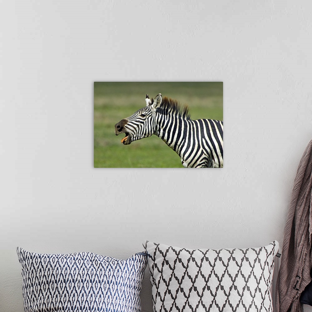 A bohemian room featuring Side profile of a zebra braying, Ngorongoro Conservation Area, Arusha Region, Tanzania (Equus bur...
