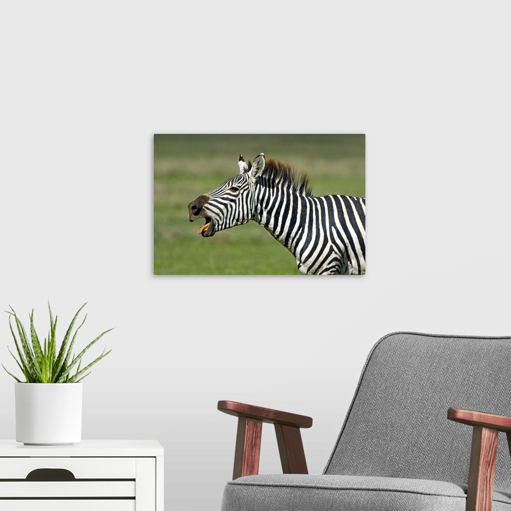 A modern room featuring Side profile of a zebra braying, Ngorongoro Conservation Area, Arusha Region, Tanzania (Equus bur...