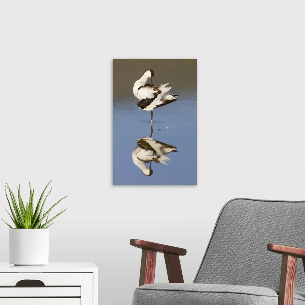 A modern room featuring Side profile of an avocet standing in a lake, Ngorongoro Crater, Ngorongoro Conservation Area, Ta...