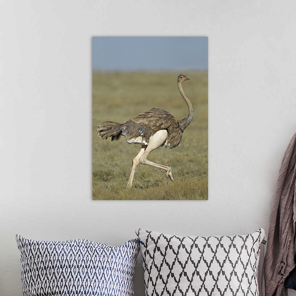 A bohemian room featuring Side profile of an Ostrich running in a field, Ngorongoro Conservation Area, Arusha Region, Tanza...