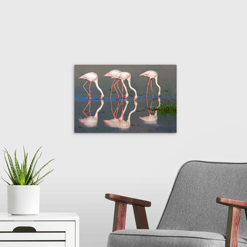 A modern room featuring Side profile of four Greater flamingos, Ngorongoro Conservation Area, Arusha Region, Tanzania (Ph...