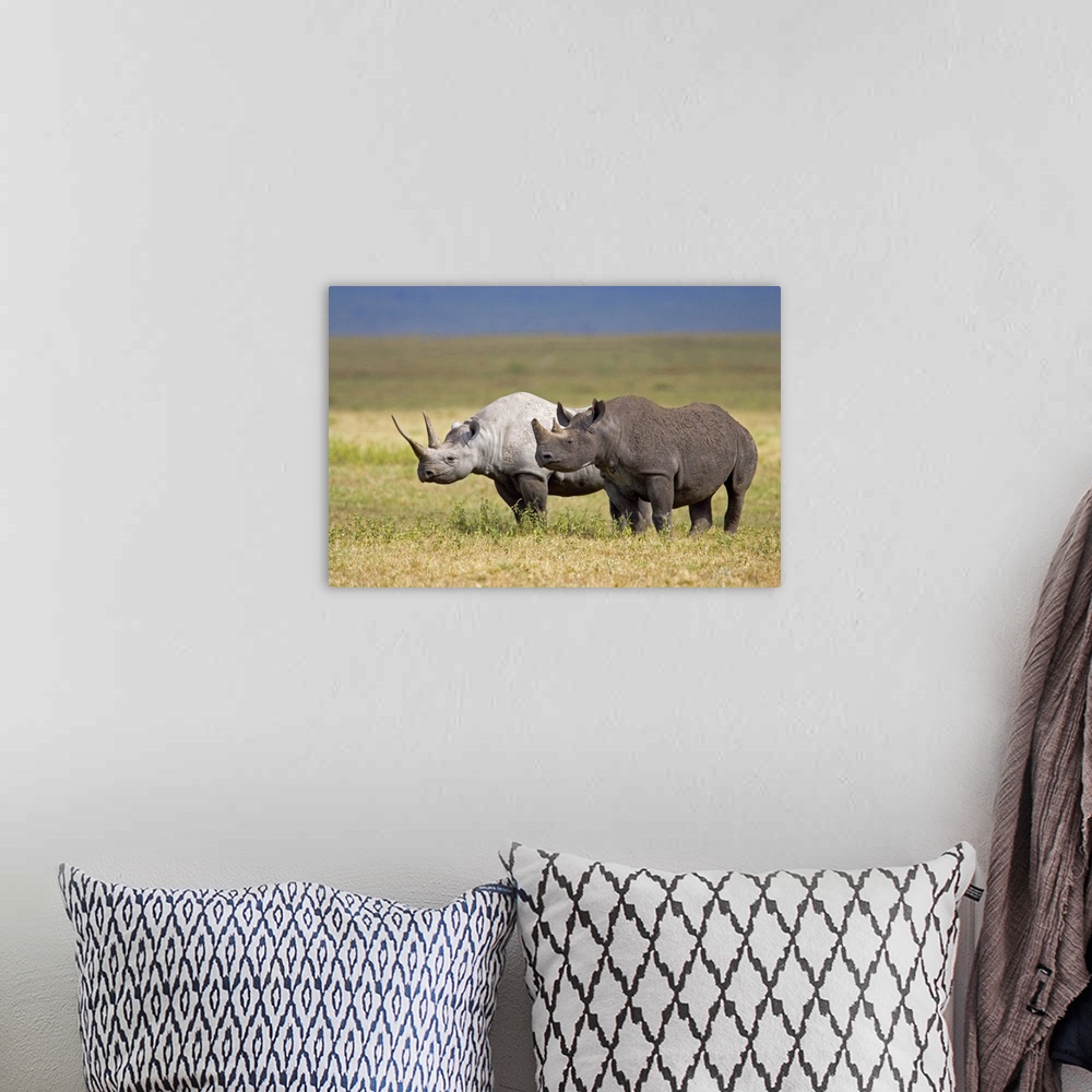 A bohemian room featuring Side profile of two Black rhinoceroses standing in a field, Ngorongoro Crater, Ngorongoro Conserv...