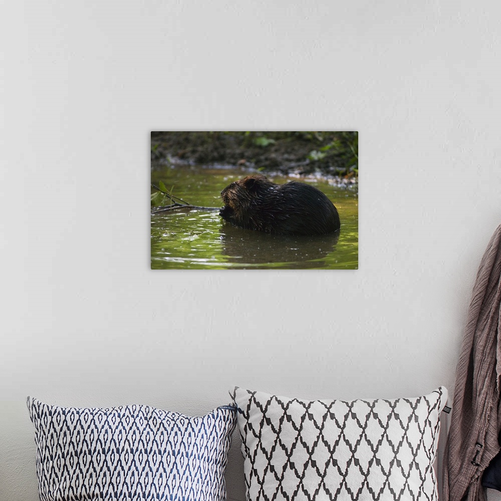 A bohemian room featuring Side view of american beaver (Castor canadensis) gnawing on branch in pond, North Carolina