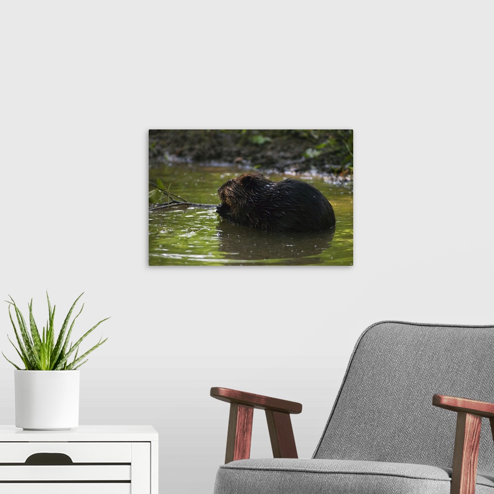 A modern room featuring Side view of american beaver (Castor canadensis) gnawing on branch in pond, North Carolina
