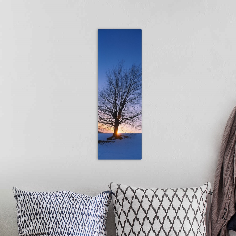 A bohemian room featuring Silhouette of a bare tree at dusk, Grand Rapids, Kent County, Michigan