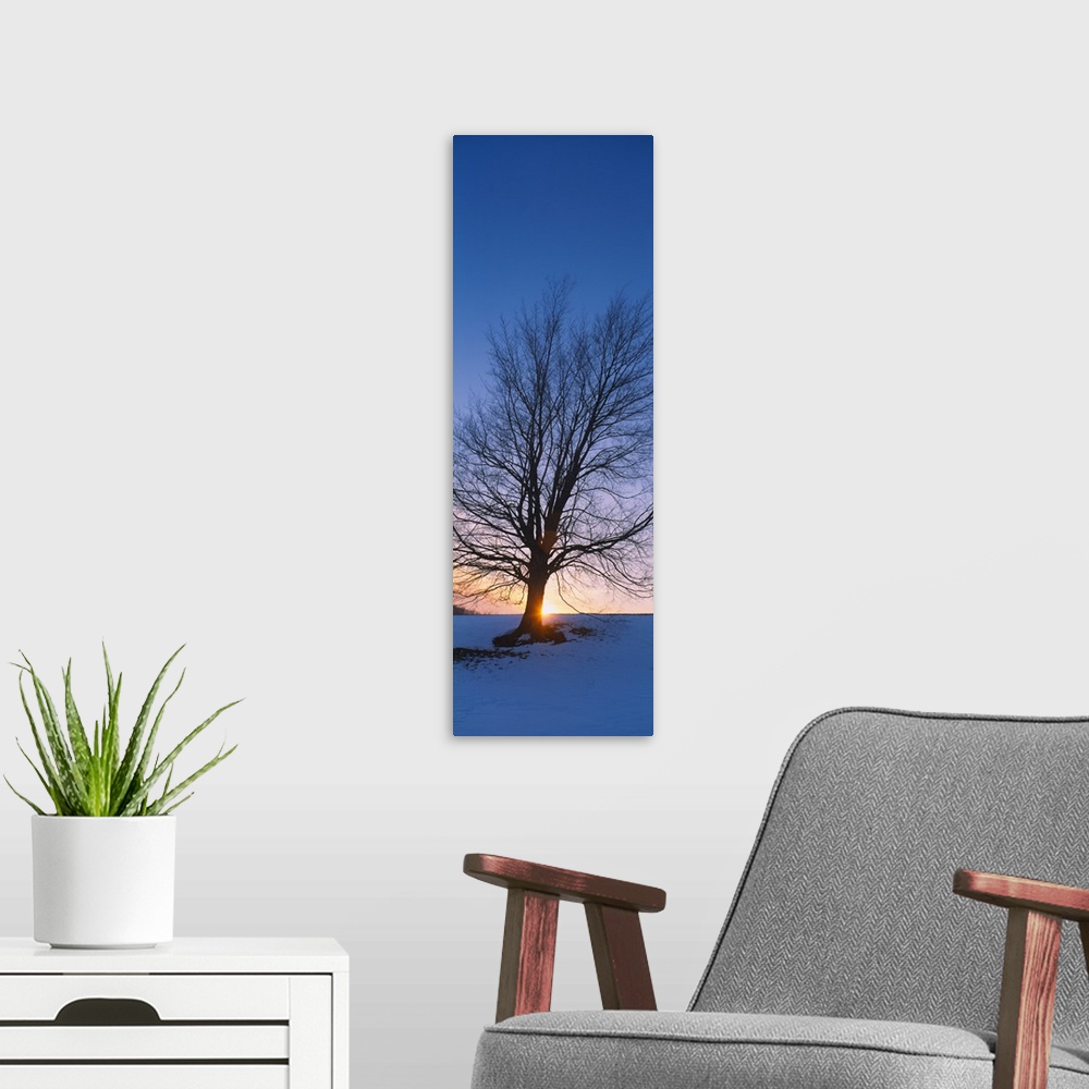 A modern room featuring Silhouette of a bare tree at dusk, Grand Rapids, Kent County, Michigan