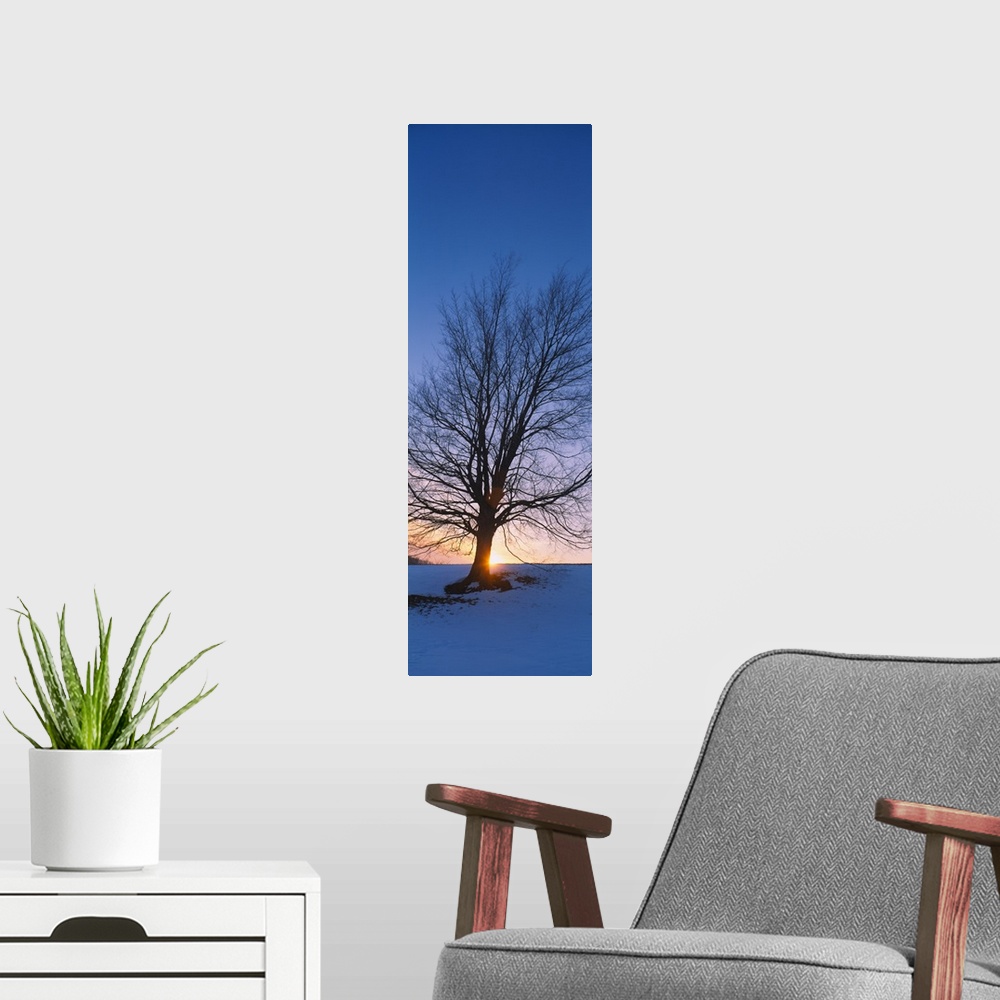 A modern room featuring Silhouette of a bare tree at dusk, Grand Rapids, Kent County, Michigan