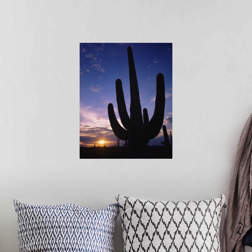 A bohemian room featuring Silhouette of a cactus, Four Peaks Wilderness Area, Sonoran Desert, Tonto National Forest, Marico...