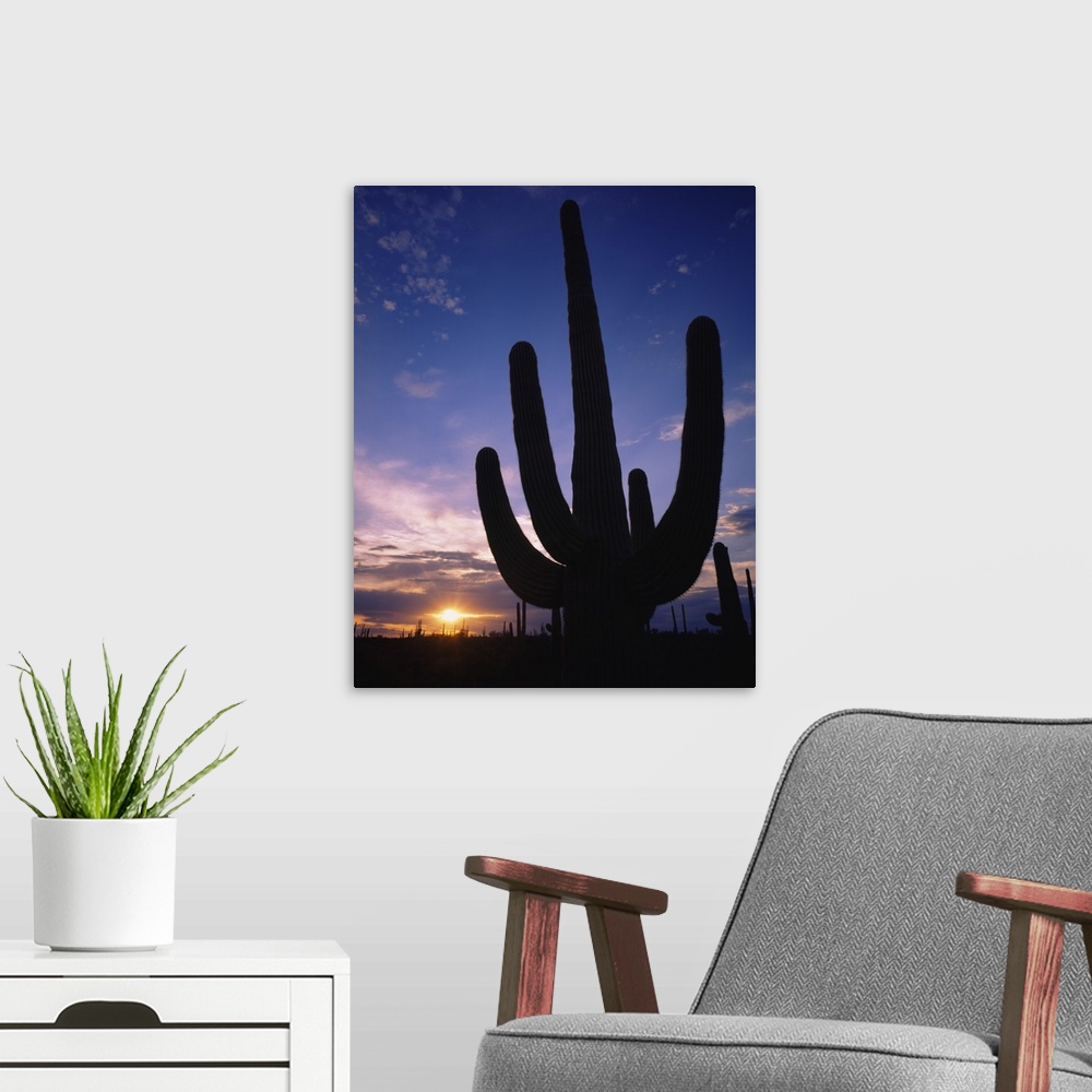 A modern room featuring Silhouette of a cactus, Four Peaks Wilderness Area, Sonoran Desert, Tonto National Forest, Marico...