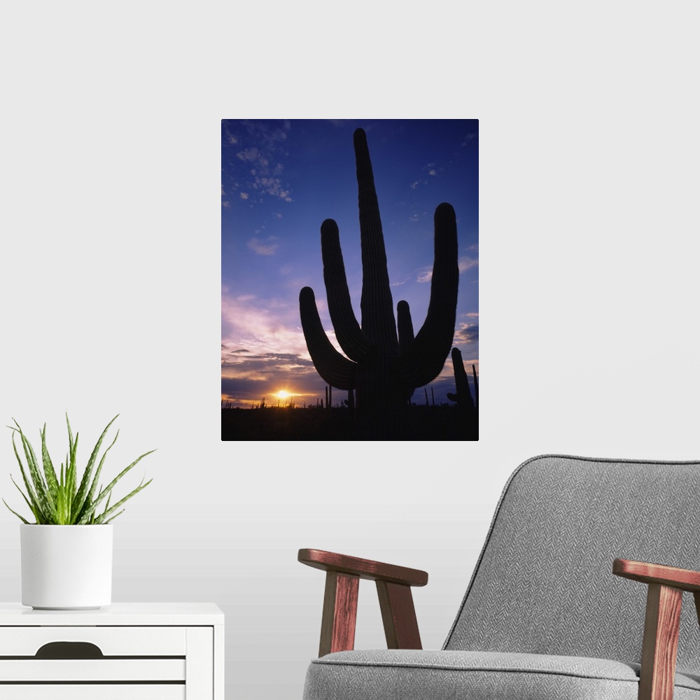 A modern room featuring Silhouette of a cactus, Four Peaks Wilderness Area, Sonoran Desert, Tonto National Forest, Marico...