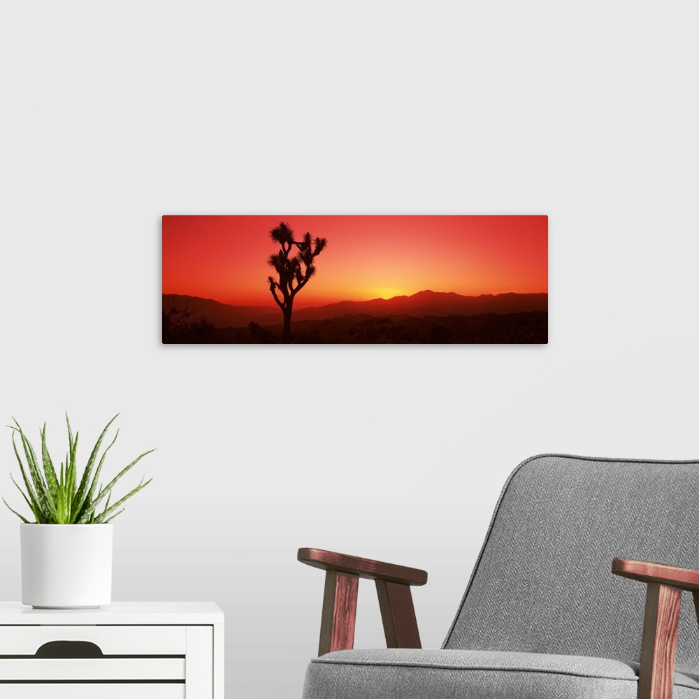 A modern room featuring Silhouette of a Joshua tree at dusk, Joshua Tree National Park, California,