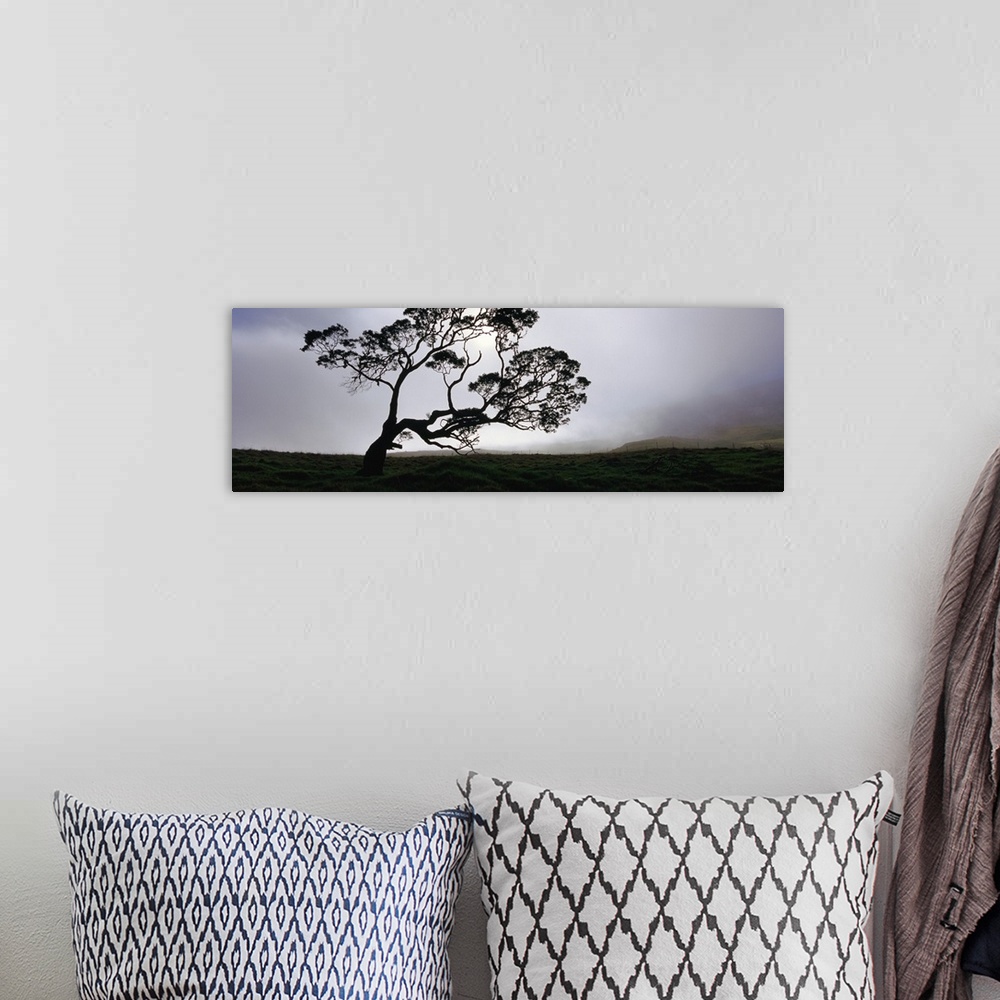 A bohemian room featuring This large tree stands alone in a field with a layer of fog sitting just behind it.