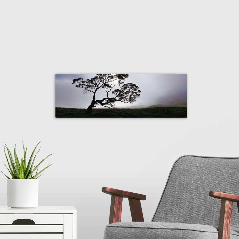 A modern room featuring This large tree stands alone in a field with a layer of fog sitting just behind it.