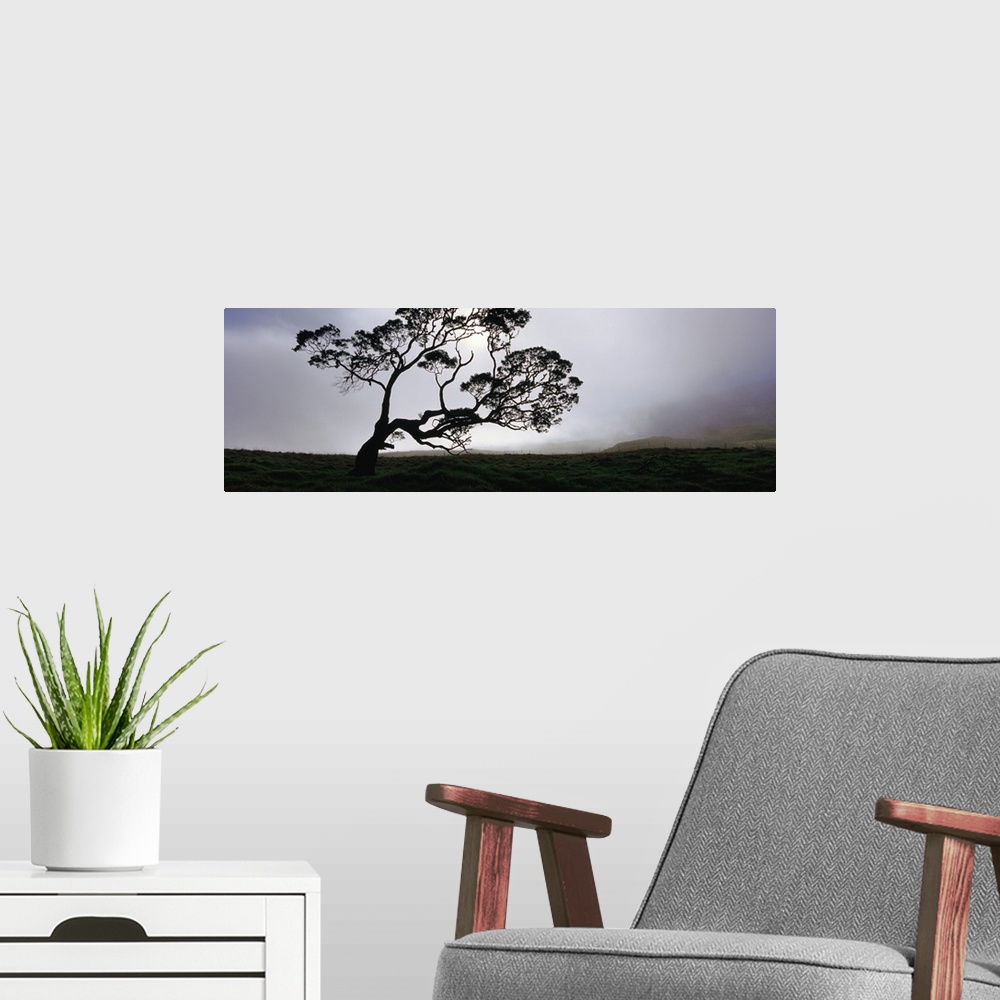 A modern room featuring This large tree stands alone in a field with a layer of fog sitting just behind it.