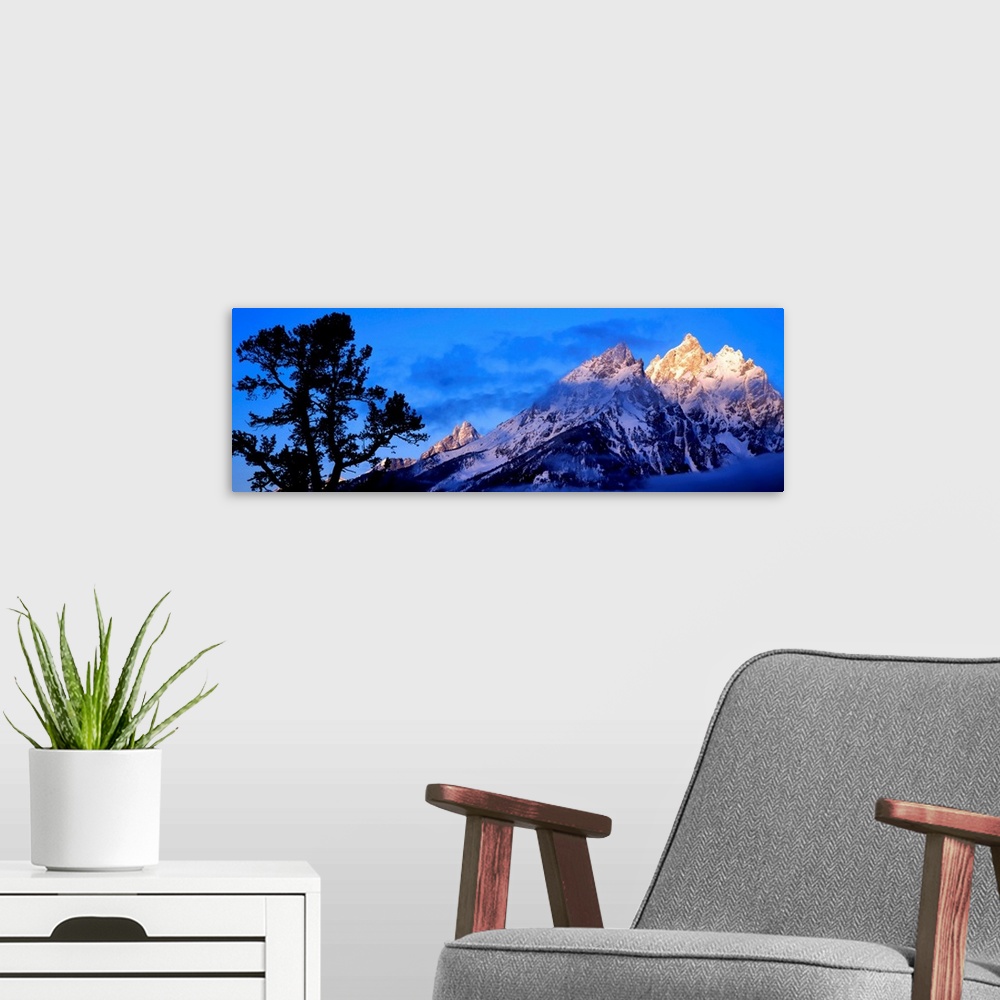 A modern room featuring Silhouette of a Limber Pine (Pinus flexilis) in front of mountains, Cathedral Group, Teton Range,...