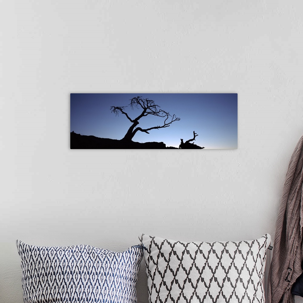 A bohemian room featuring Silhouette of a Limber pine (Pinus flexilis) tree, Crowsnest Pass, Alberta, Canada