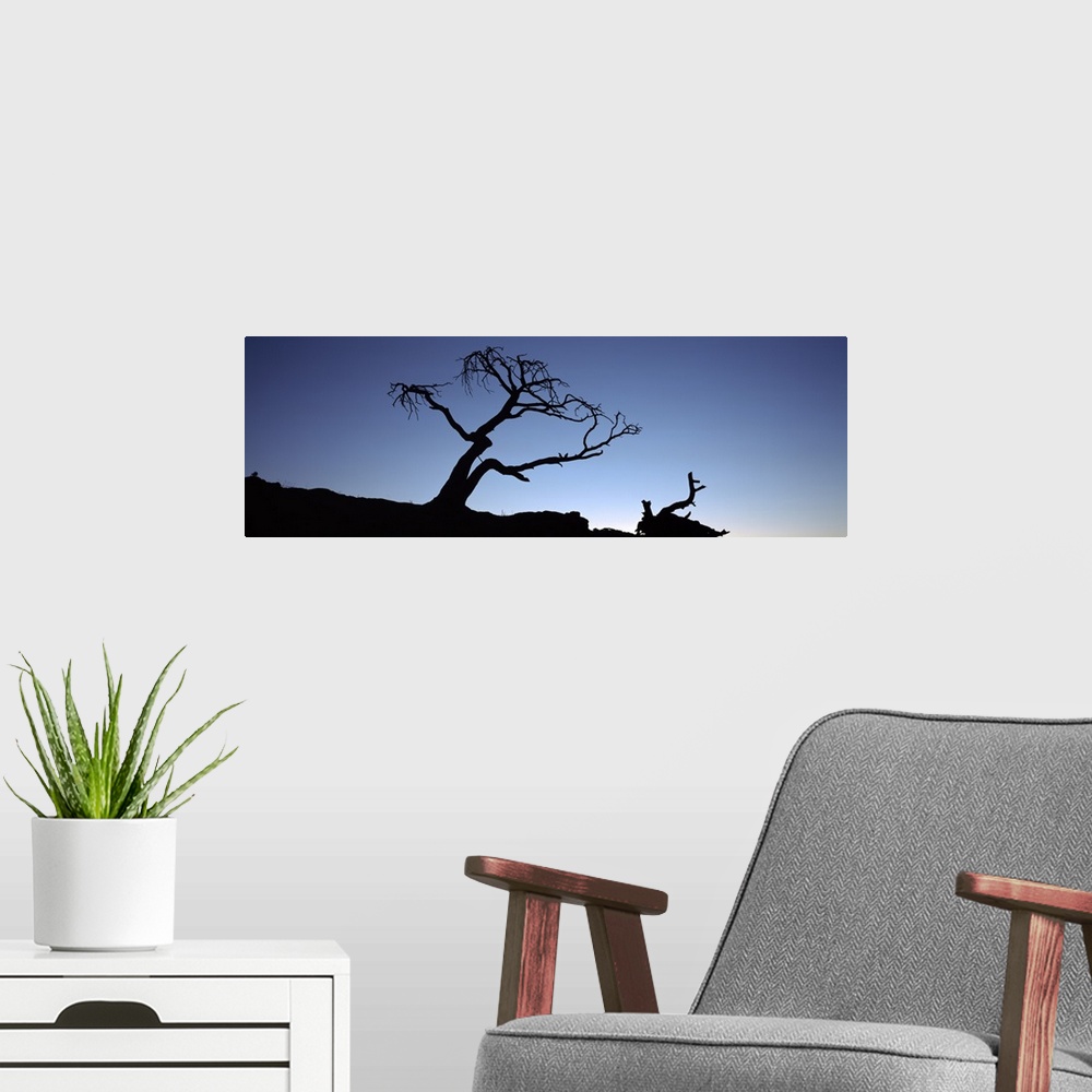 A modern room featuring Silhouette of a Limber pine (Pinus flexilis) tree, Crowsnest Pass, Alberta, Canada