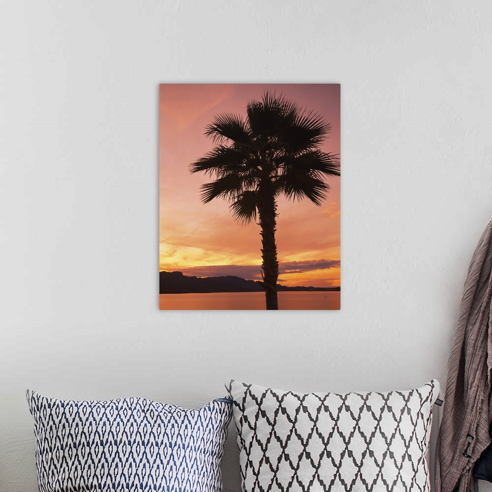 A bohemian room featuring Silhouette of a palm tree, Havasu Lake, Havasu City, Mohave County, Arizona