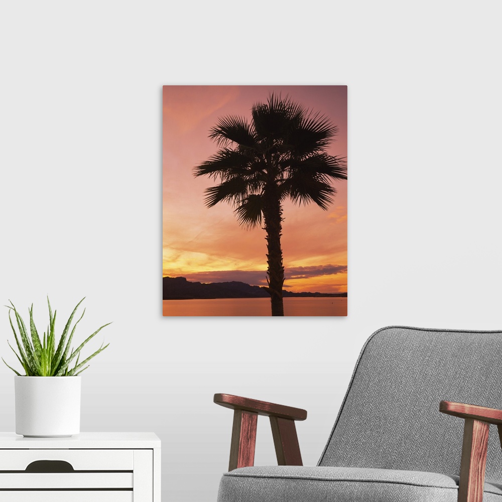 A modern room featuring Silhouette of a palm tree, Havasu Lake, Havasu City, Mohave County, Arizona