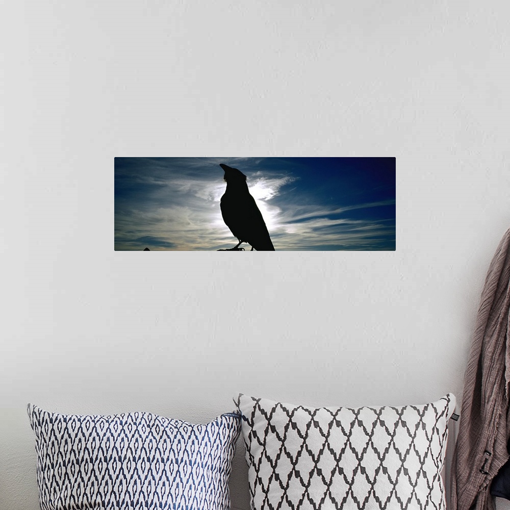 A bohemian room featuring Silhouette of a raven at dusk, Yellowstone National Park, Wyoming, (Corvus corax)