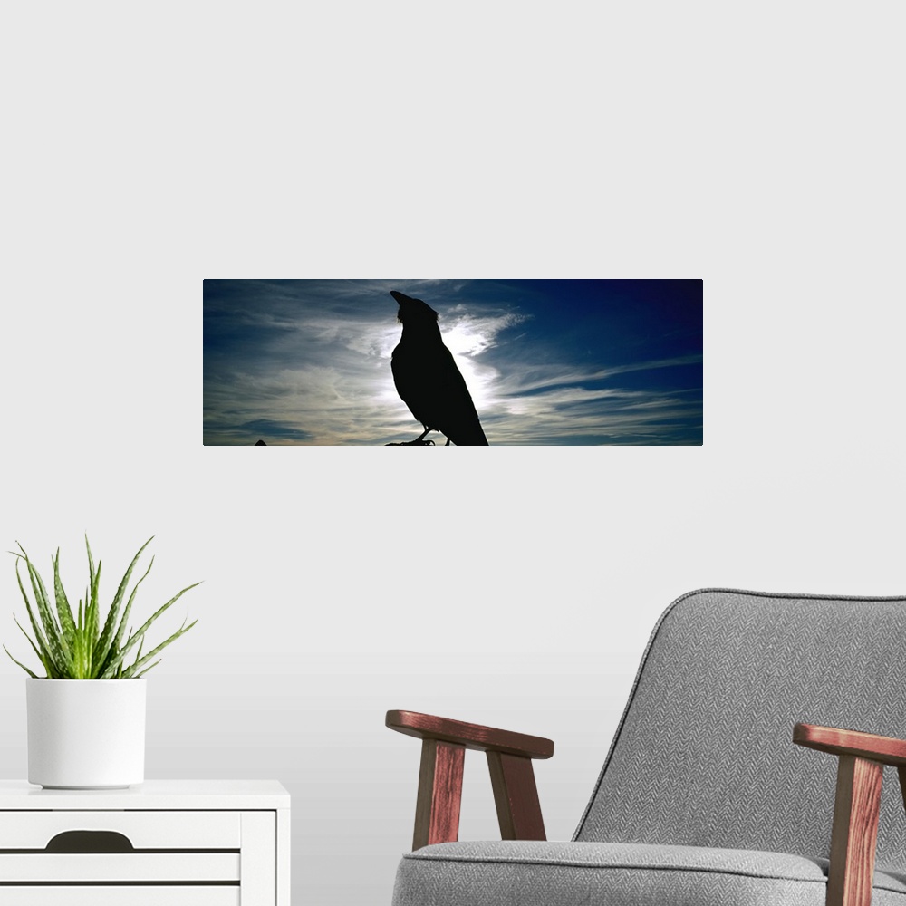 A modern room featuring Silhouette of a raven at dusk, Yellowstone National Park, Wyoming, (Corvus corax)