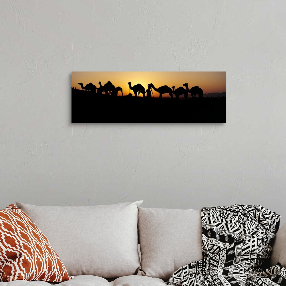 A bohemian room featuring Silhouette of camels in a desert, Pushkar Camel Fair, Pushkar, Rajasthan, India