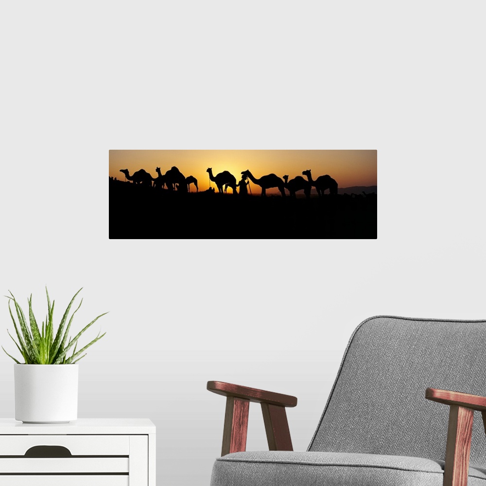A modern room featuring Silhouette of camels in a desert, Pushkar Camel Fair, Pushkar, Rajasthan, India