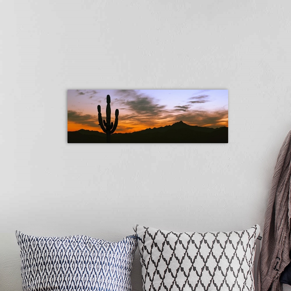 A bohemian room featuring Silhouette of Cardon Cactus (Pachycereus pringlei), Cerritos, Baja California Sur, Mexico.