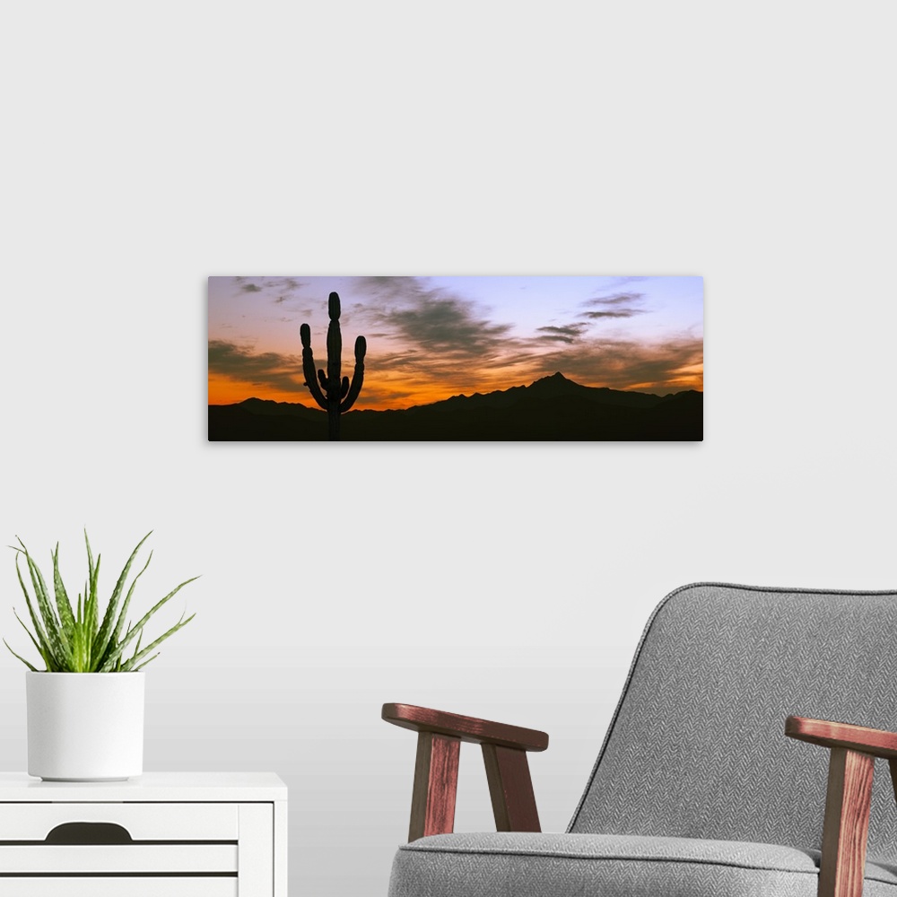 A modern room featuring Silhouette of Cardon Cactus (Pachycereus pringlei), Cerritos, Baja California Sur, Mexico.