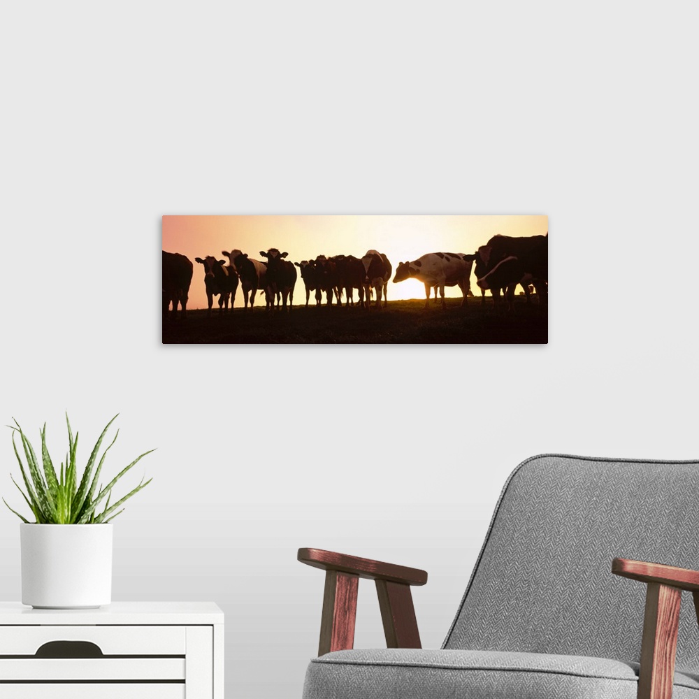 A modern room featuring Silhouette of cows at sunset, Point Reyes National Seashore, California