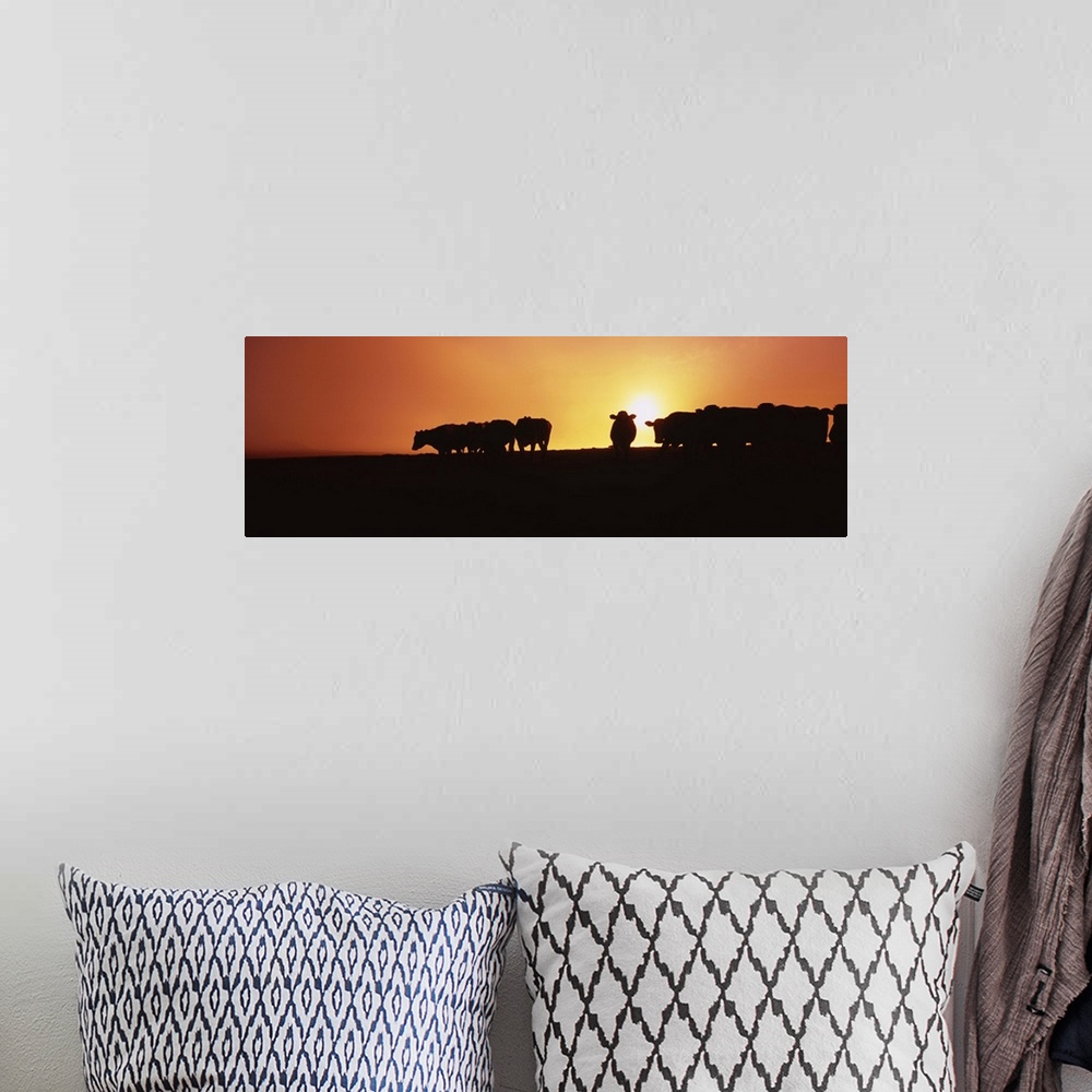 A bohemian room featuring Silhouette of cows at sunset, Point Reyes National Seashore, California