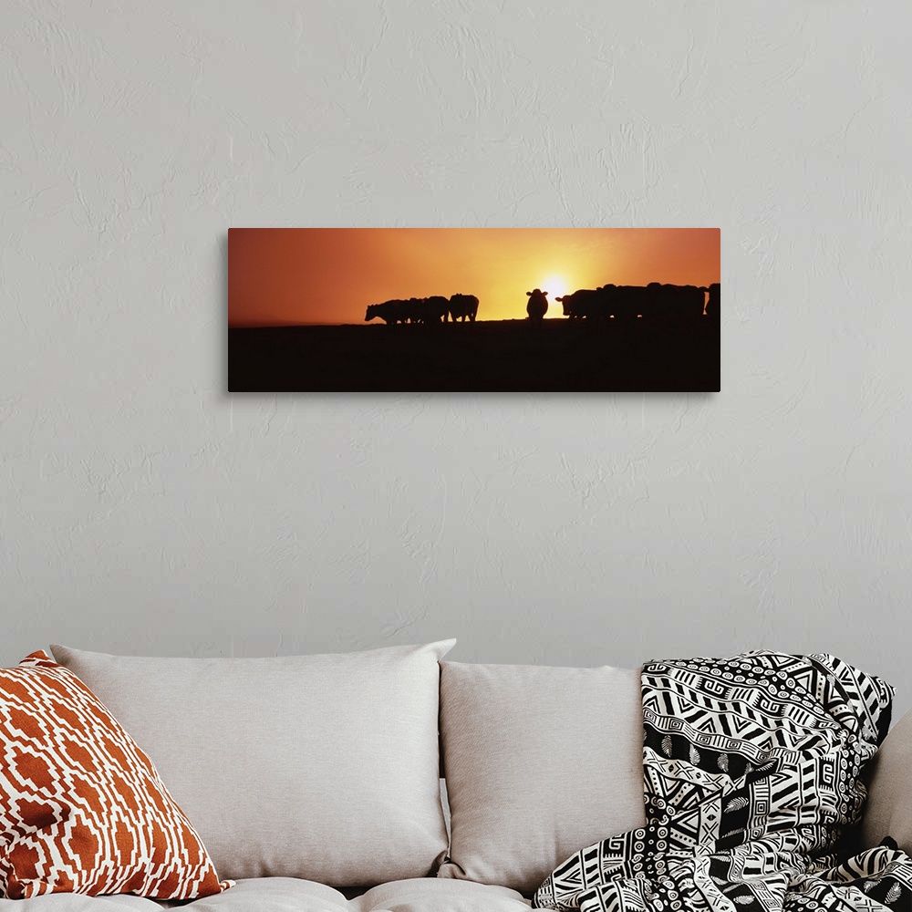 A bohemian room featuring Silhouette of cows at sunset, Point Reyes National Seashore, California