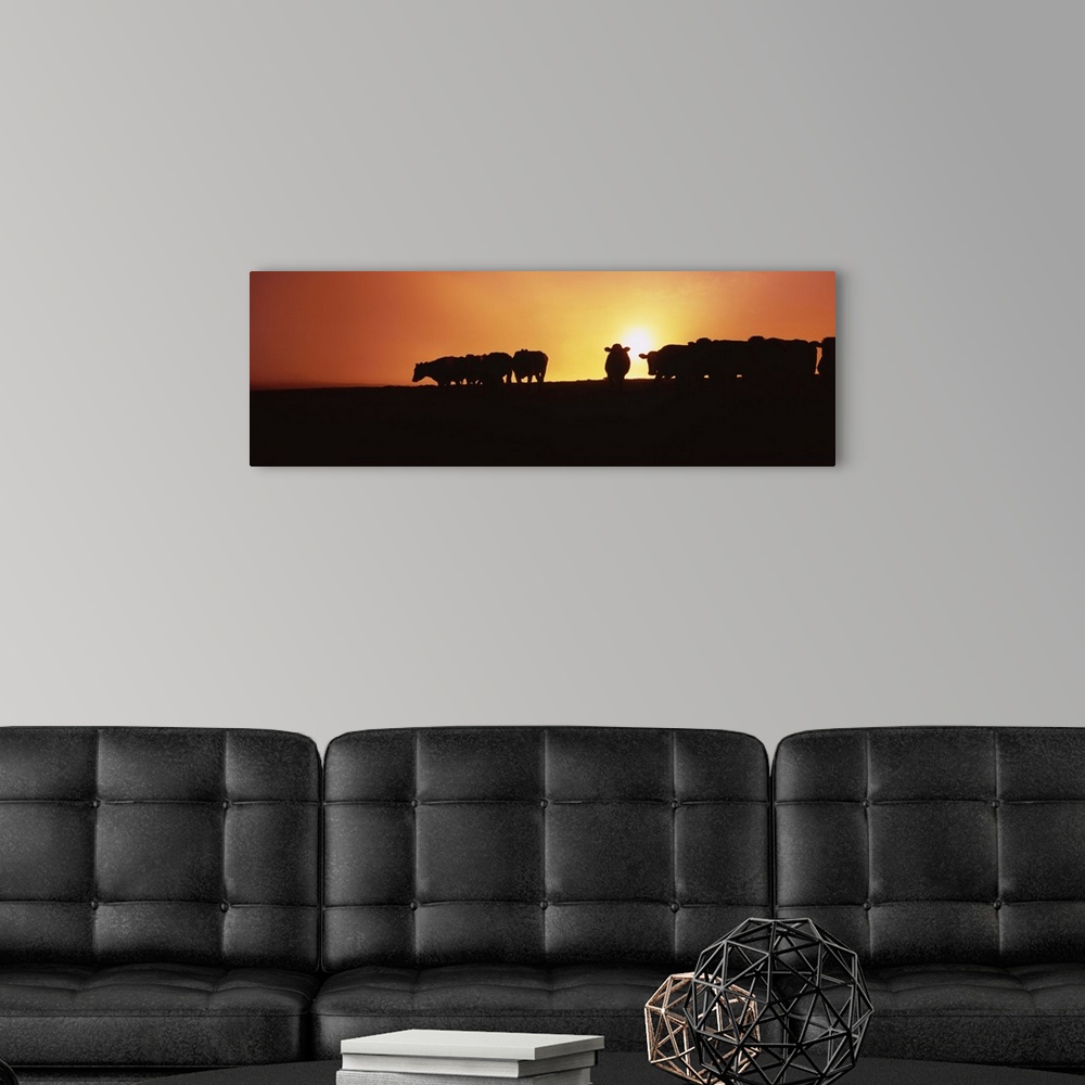 A modern room featuring Silhouette of cows at sunset, Point Reyes National Seashore, California