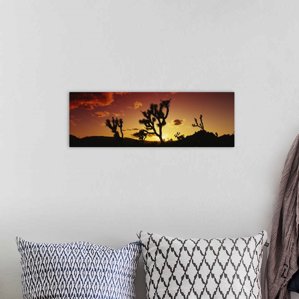 A bohemian room featuring Silhouette of Joshua trees at sunset, Joshua Tree National Monument, California