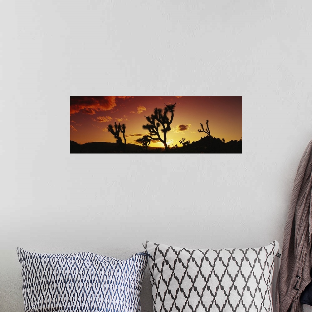 A bohemian room featuring Silhouette of Joshua trees at sunset, Joshua Tree National Monument, California
