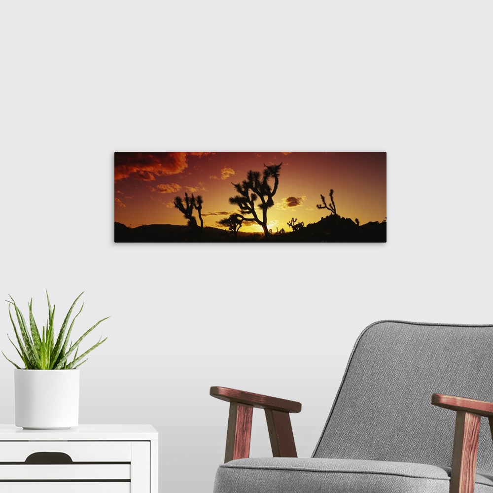 A modern room featuring Silhouette of Joshua trees at sunset, Joshua Tree National Monument, California