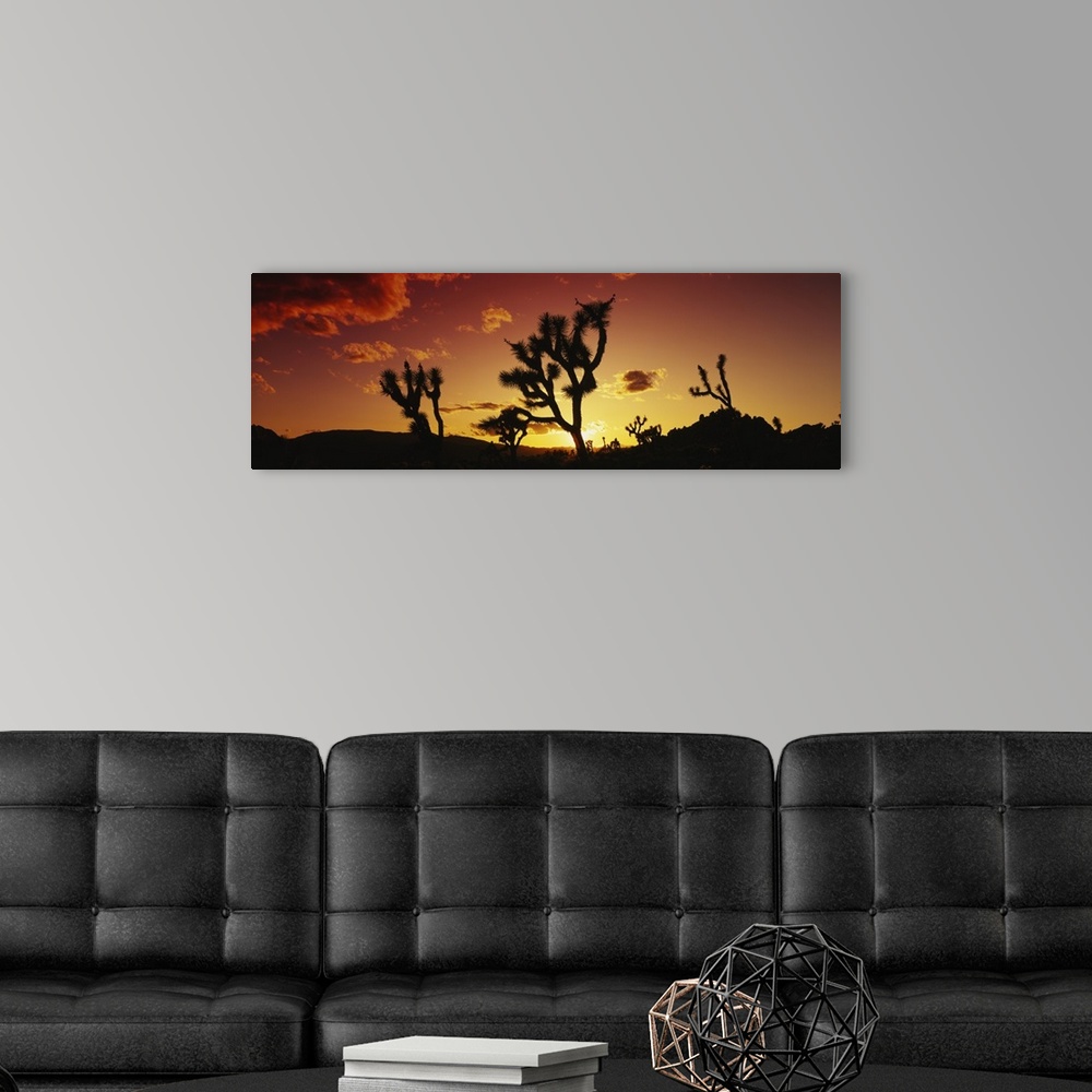 A modern room featuring Silhouette of Joshua trees at sunset, Joshua Tree National Monument, California