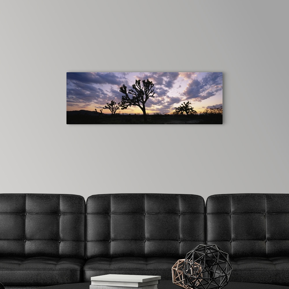 A modern room featuring Silhouette of Joshua trees at sunset, Saddleback Buttes State Park, Lancaster, California