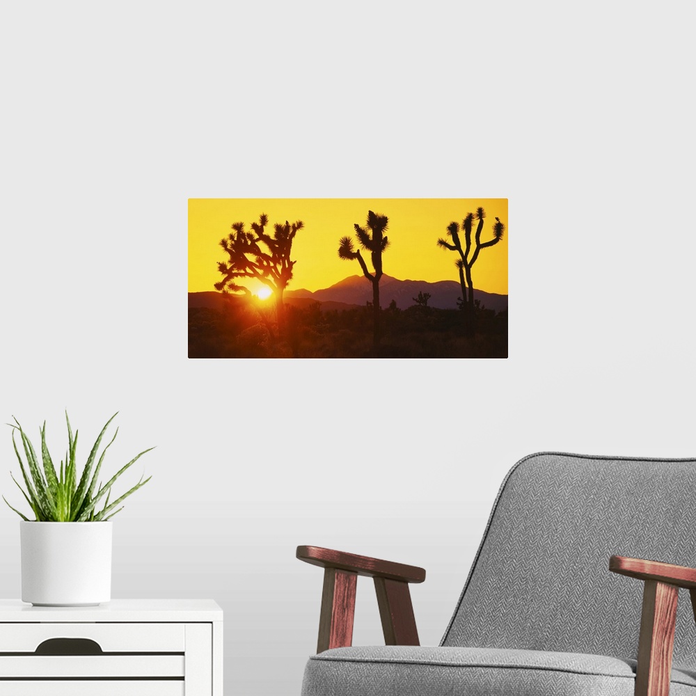 A modern room featuring Silhouette of Joshua trees (Yucca brevifolia) at sunset, Joshua Tree National Monument, California