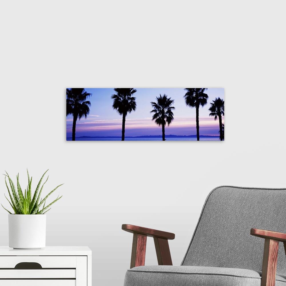 A modern room featuring Silhouette of palm trees, Laguna Beach, Orange County, California, USA