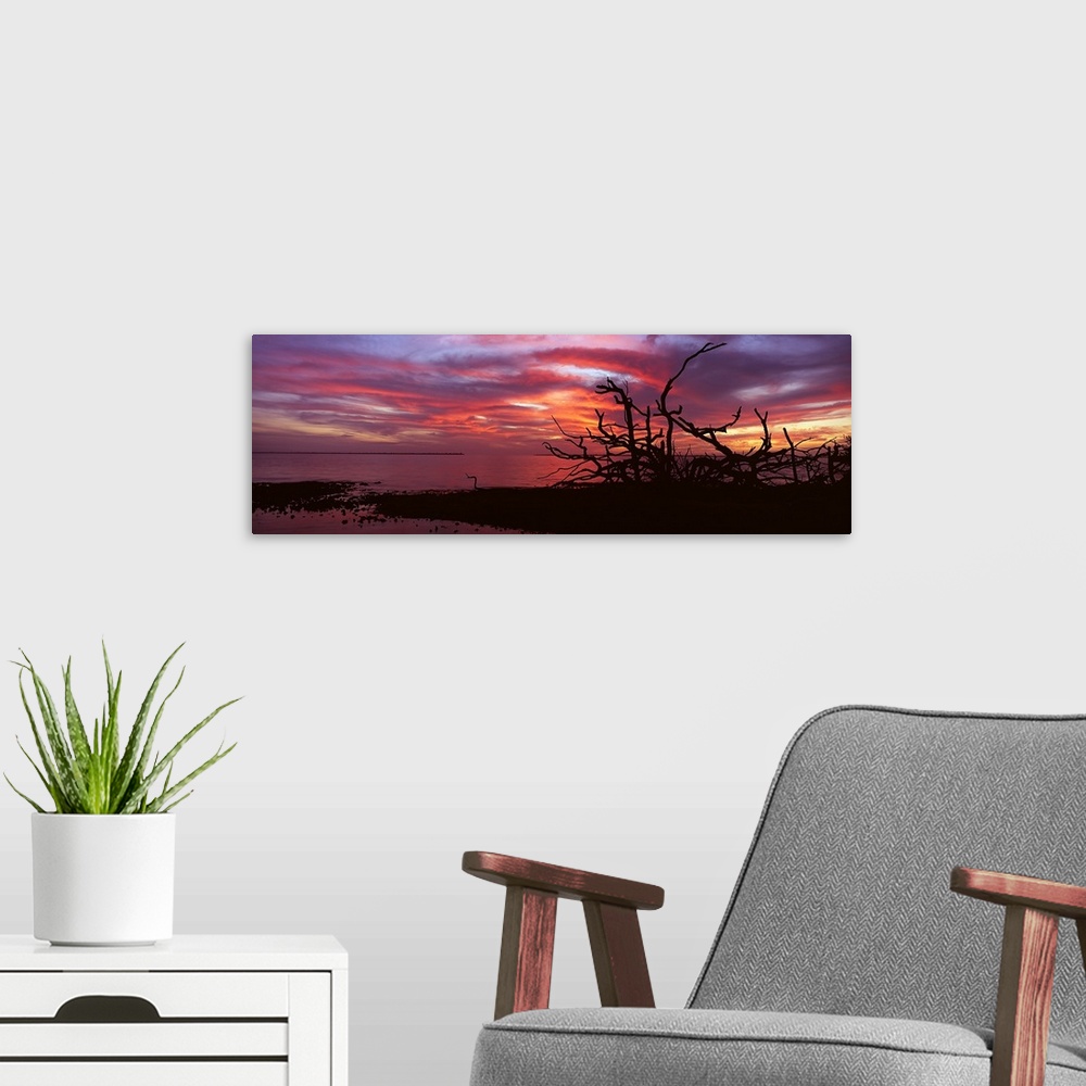 A modern room featuring Silhouette of plants at dusk, Pine Island, Lee County, Florida,