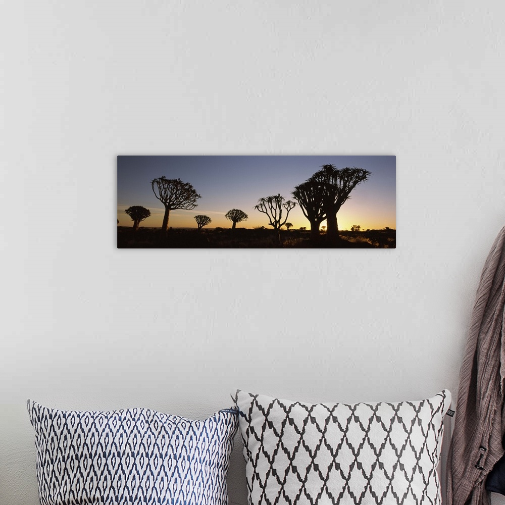 A bohemian room featuring Silhouette of Quiver trees Aloe dichotoma at sunset Namibia
