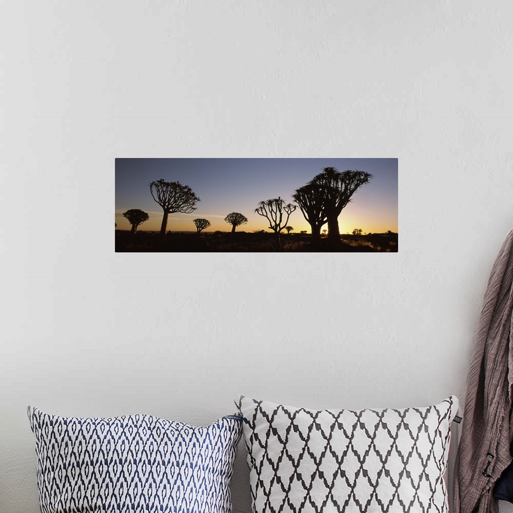 A bohemian room featuring Silhouette of Quiver trees Aloe dichotoma at sunset Namibia