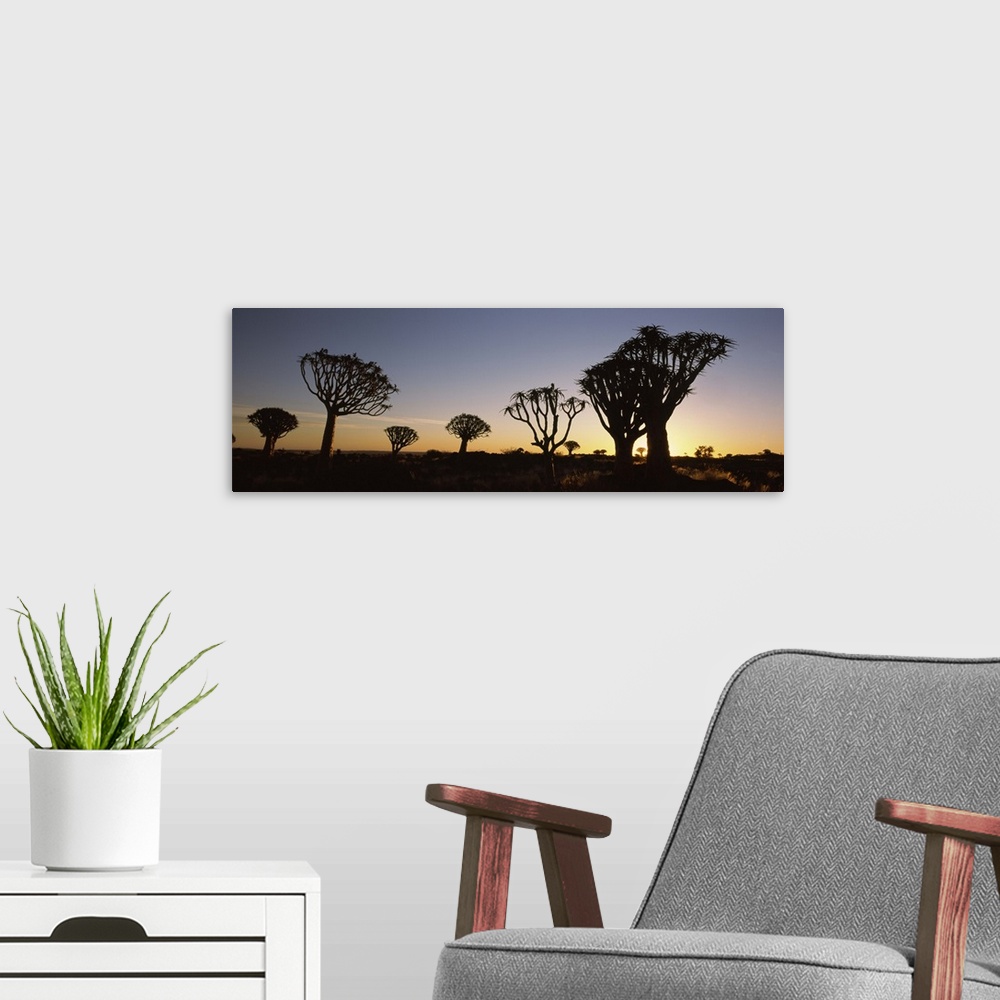 A modern room featuring Silhouette of Quiver trees Aloe dichotoma at sunset Namibia